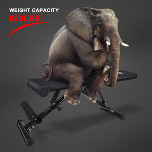 Home Gym Adjustable Workout Bench & Body Building Weight Bench Gym